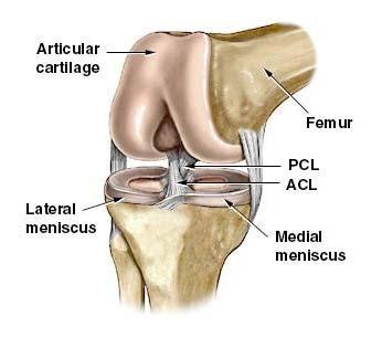 title The Knee Joint