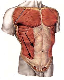 title The External Obliques