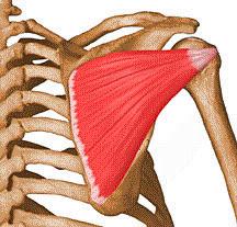title The Infraspinatus