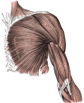 title Pectoralis major